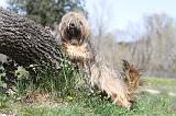LHASSA APSO 035